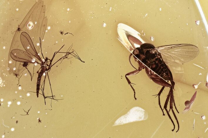 Detailed Fossil Fungus Gnat and Gall Midge in Baltic Amber #315350